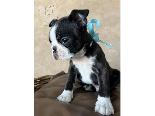 Boston Terrier – αρσενικό κουτάβι προς πώληση